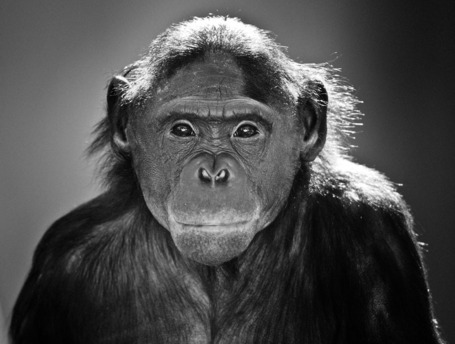 National Geographic Photo Contest 2011 | arts visuels | Scoop.it