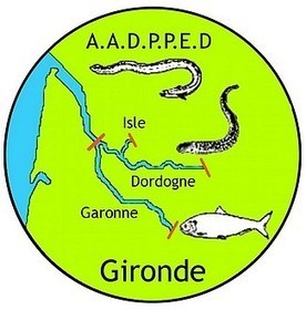 La p&ecirc;che professionnelle fluviale et estuarienne | Nature et Environnement | Actualit&eacute;s en Aquitaine | Aquitaine OnLine | BIENVENUE EN AQUITAINE | Scoop.it
