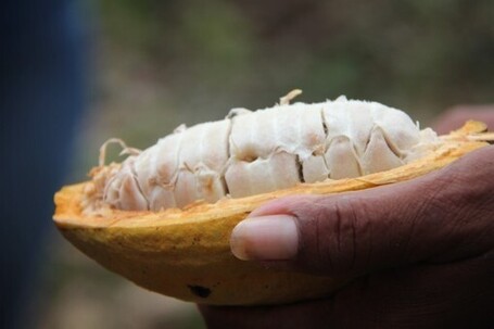 Making Chocolate Like The Mayas Used To | Cayo Scoop!  Best of Cayo's Online Magazine. | Scoop.it
