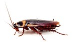 Comb Your Antennae (Science Magazine: May Require Subscription) | Research from the NC Agricultural Research Service | Scoop.it