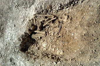 Saxon skeletons unearthed near Stonehenge | sceptic | Scoop.it