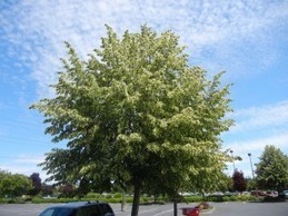 The Xerces Society &raquo; Mystery Bee Kill: Causes Being Sought | 100 Acre Wood | Scoop.it