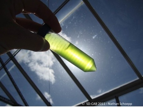 Biologists engineer algae to make complex anti-cancer &lsquo;designer&rsquo; drug | KurzweilAI | Longevity science | Scoop.it