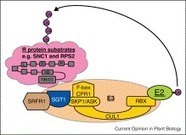 Ubiquitination in NB-LRR-mediated immunity | Plant Immunity And Microbial Effectors | Scoop.it