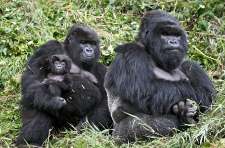 Rwanda Environmental Degradation Threatens Gorillas, and Tourism Earnings - AllAfrica.com | The Glory of the Garden | Scoop.it