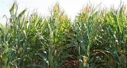 Chicago - Des achats &agrave; bon compte font rebondir le ma&iuml;s et le soja - Agrisalon | agro-media.fr | actualit&eacute; agroalimentaire | Scoop.it