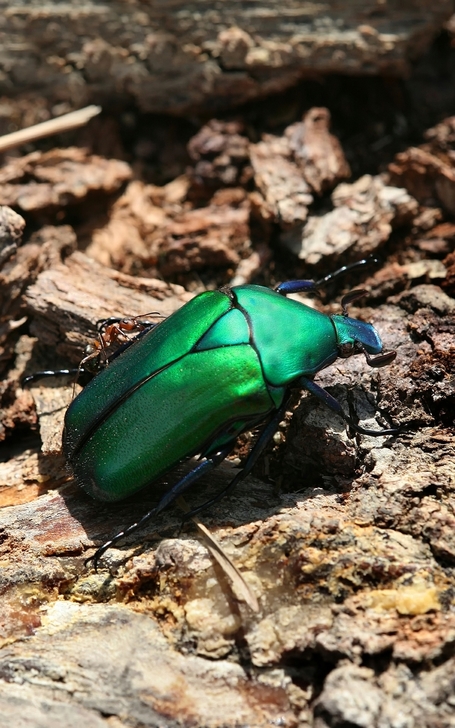 Iridescence - a wide-spread phenomenon in nature | Social Mercor | Scoop.it
