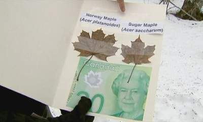 Wrong species of Maple leaf on new Canadian bank notes | Botany Roundup: Worthy Plant News | Scoop.it