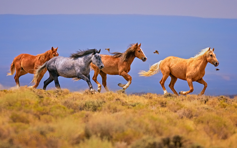 Wild Equine Exuberance by Michael Menefee