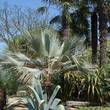 [Jardin] Les secrets pour r&eacute;ussir l'acclimatation de vos plantes exotiques | IMMOBILIER 2013 | Scoop.it