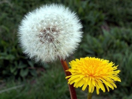 "It's a Dandelion Thing:" Social Media and Marketing | Community Managers Unite | Scoop.it