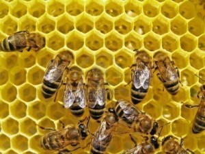 Les valeurs de l'entreprise 2.0 ! - Les Talents d'Alex | O_Berard | Scoop.it