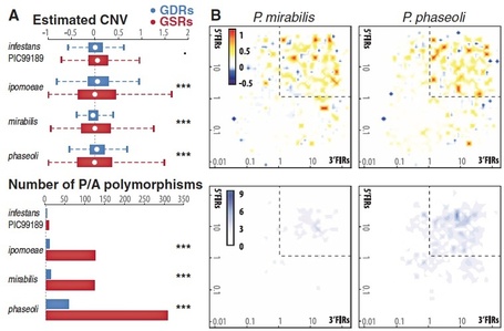 Science: Genome Evolution Following Host Jumps in the Irish Potato Famine Pathogen Lineage | Publications | Scoop.it