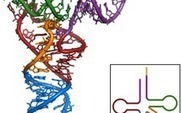 Obtienen la estructura en 3D de un mecanismo que destruye ARN defectuoso | Periodismo Cient&iacute;fico | Scoop.it
