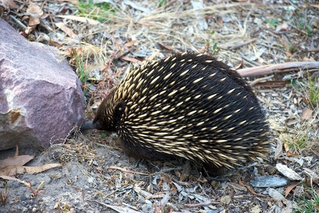 #263 Why did the echidna cross the road? | This gives me hope | Hope | Scoop.it