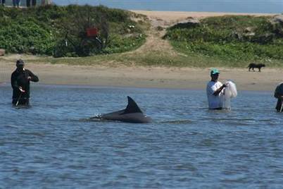 Dolphins helping people | Makamundo (Earthly) | Scoop.it