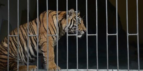 Pour le tigre, la principale menace reste le commerce illégal