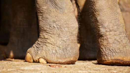 Zimbabwe : l'un des plus remarquables éléphants d'Afrique abattu par un chasseur allemand - Monde - MYTF1News