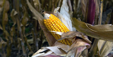 OGM: Des scientifiques mexicains dénoncent les « pressions des multinationales » | Nature to Share | Scoop.it