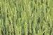 Cereals 2013: Harvested area down 29 per cent, NFU poll suggests | Shows and events | Farmers Guardian | The Barley Mow | Scoop.it