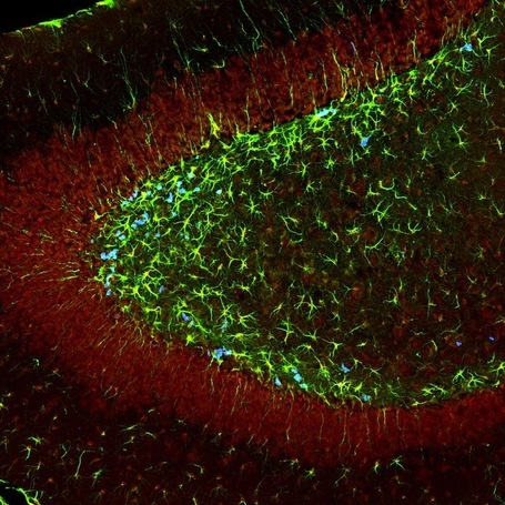 Neuroscience and the Arts Today: Shared Interfaces | Art & Science | Scoop.it