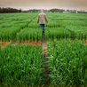 North Carolina Agriculture