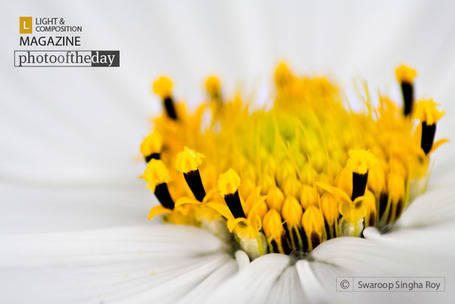 On a White Cushion, by Swaroop Singha Roy | Flash instantan&eacute; | Scoop.it