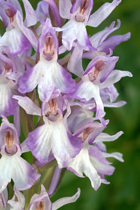 Variations autour de l'orchis de Fuchs | The Blog's Revue by OlivierSC | Scoop.it