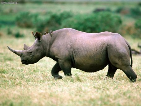 Poachers make 2012 a deadly year for Africa's rhinos, elephants | The Glory of the Garden | Scoop.it