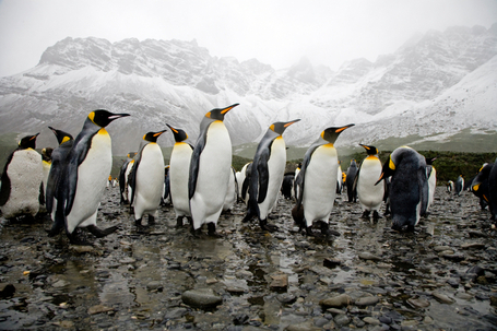 How "Penguin Leadership" Will Change Your Team Culture | Management & Leadership | Scoop.it