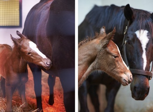 Zenyatta: Photos From The Foaling