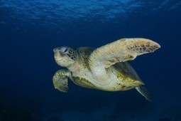Featured Video: Saving Sea Turtles in Mexico&rsquo;s Magdalena Bay - The Future Of Sea Turtles | OUR OCEANS NEED US | Scoop.it