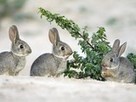 Failure to Hunt Rabbits Part of Neanderthals' Demise? | Wahl World History | Scoop.it