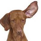 How to Clean Your Pet's Ears