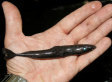 LOOK: Tiny Shark's Belly Glows In The Dark | #ocean #shark #scuba | Scuba Diving | Scoop.it