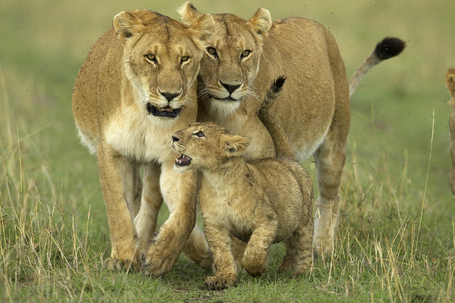 Zambia bans hunting of endangered lions, leopards | The Glory of the Garden | Scoop.it