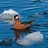 Vie marine et biodiversit&eacute;