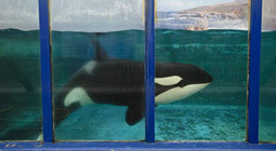 This Biker Gang Is Trying to Save The Whales | #Orca #Avenger Loki Mars | Scoop.it