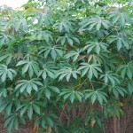 Scientists develops new Nigerian cassava - CHANNELS | Plant health | Scoop.it