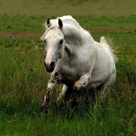 Amazing pictures of horses taken by Wojtek Kwiatkowski... - justpaste.it | White Falcon Arts | Scoop.it