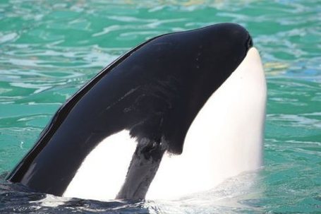 Endangered Species Act Listing May be Lolita's First Step Towards Freedom | Whales | Scoop.it