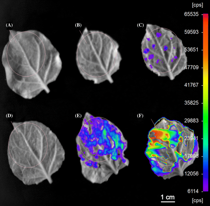 A rapid assay to quantify the cleavage efficiency of custom-designed nucleases in planta - Plant Mol. Biol. | TAL effector | Scoop.it