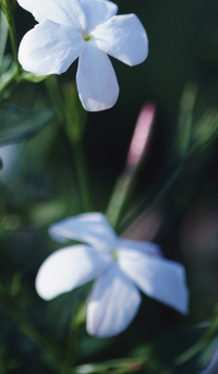Flowering form- Nature Reviews Genetics | Emerging Research in Plant Cell Biology | Scoop.it