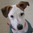 Jack Russell Terrier Channel