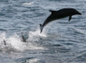 Dolphin Catastrophe in Peru Still a Mystery | Our Evolving Earth | Scoop.it