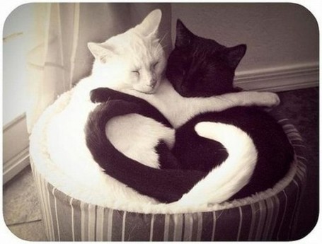 Cat | Vulbus Incognita Magazine | Scoop.it