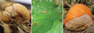Variation Among Phytophthora cinnamomi Isolates from Oak Forest Soils in the Eastern United States | Plant health | Scoop.it