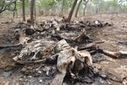 Le Cameroun, nouveau cimeti&egrave;re des &eacute;l&eacute;phants - LeMonde.fr | Actualit&eacute;s &eacute;cologie | Scoop.it