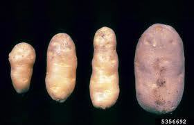 Construction of Marker-free Bivalent Expression Vector for Potato Antivirus Transformation | Plant health | Scoop.it