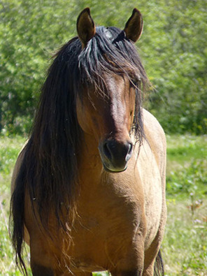 Saving America's Horses: A Nation Betrayed: Film Review | Horses